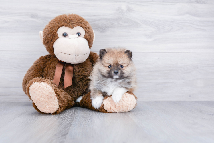 Sweet Pomeranian Purebred Puppy