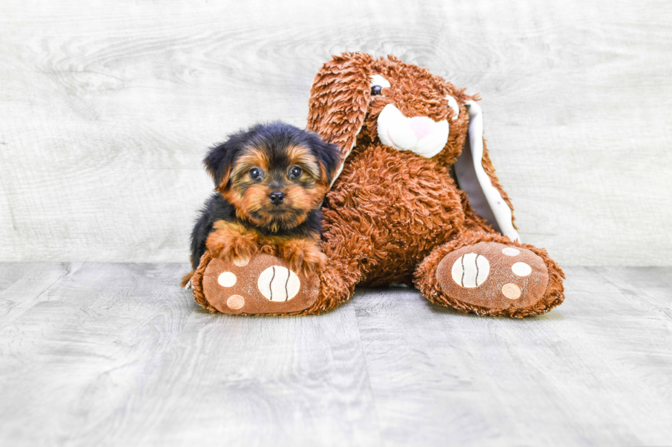 Meet Bronze - our Yorkshire Terrier Puppy Photo 