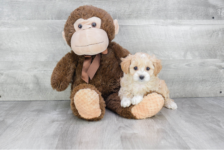 Playful Cavoodle Poodle Mix Puppy