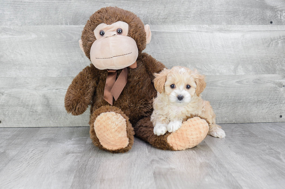 Playful Cavoodle Poodle Mix Puppy