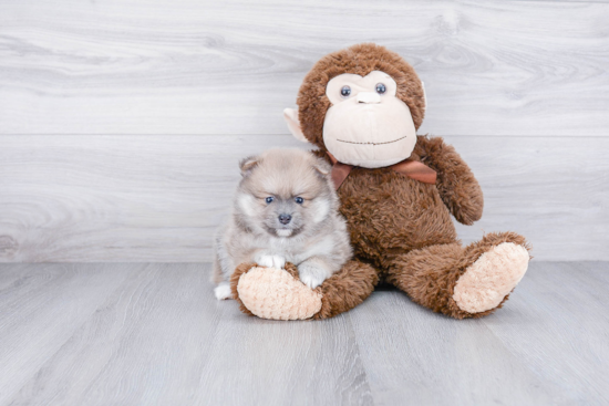 Happy Pomeranian Purebred Puppy