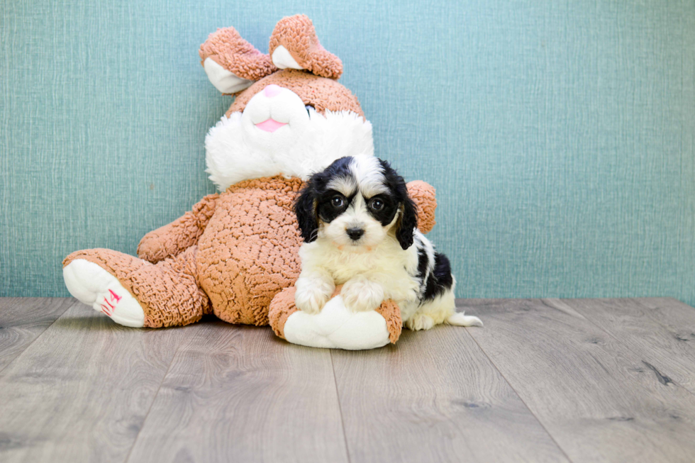 Friendly Cavachon Baby