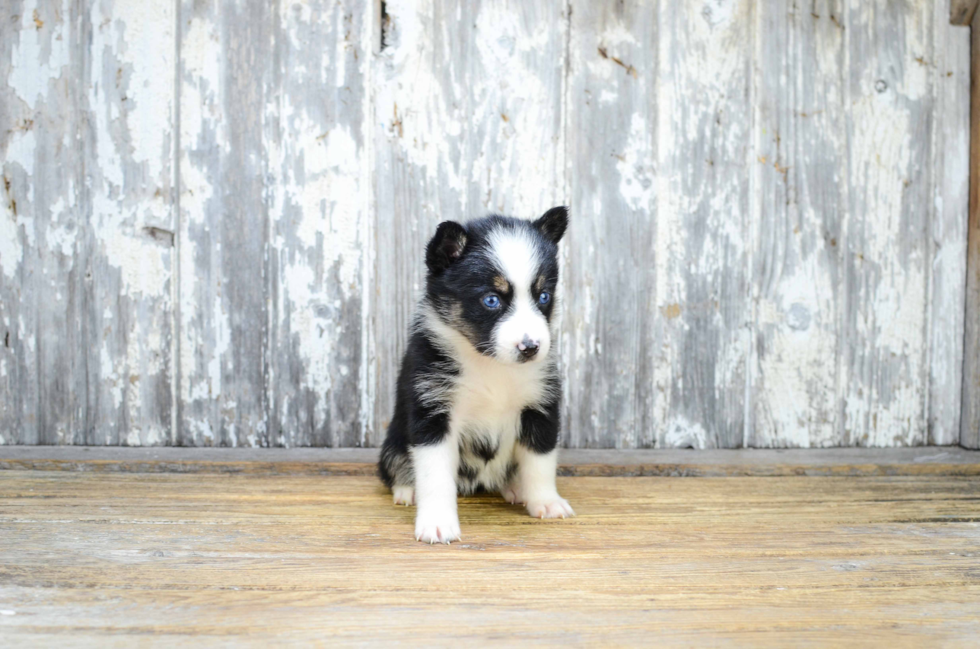 Best Pomsky Baby