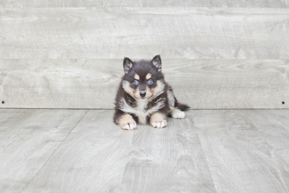 Popular Pomsky Designer Pup