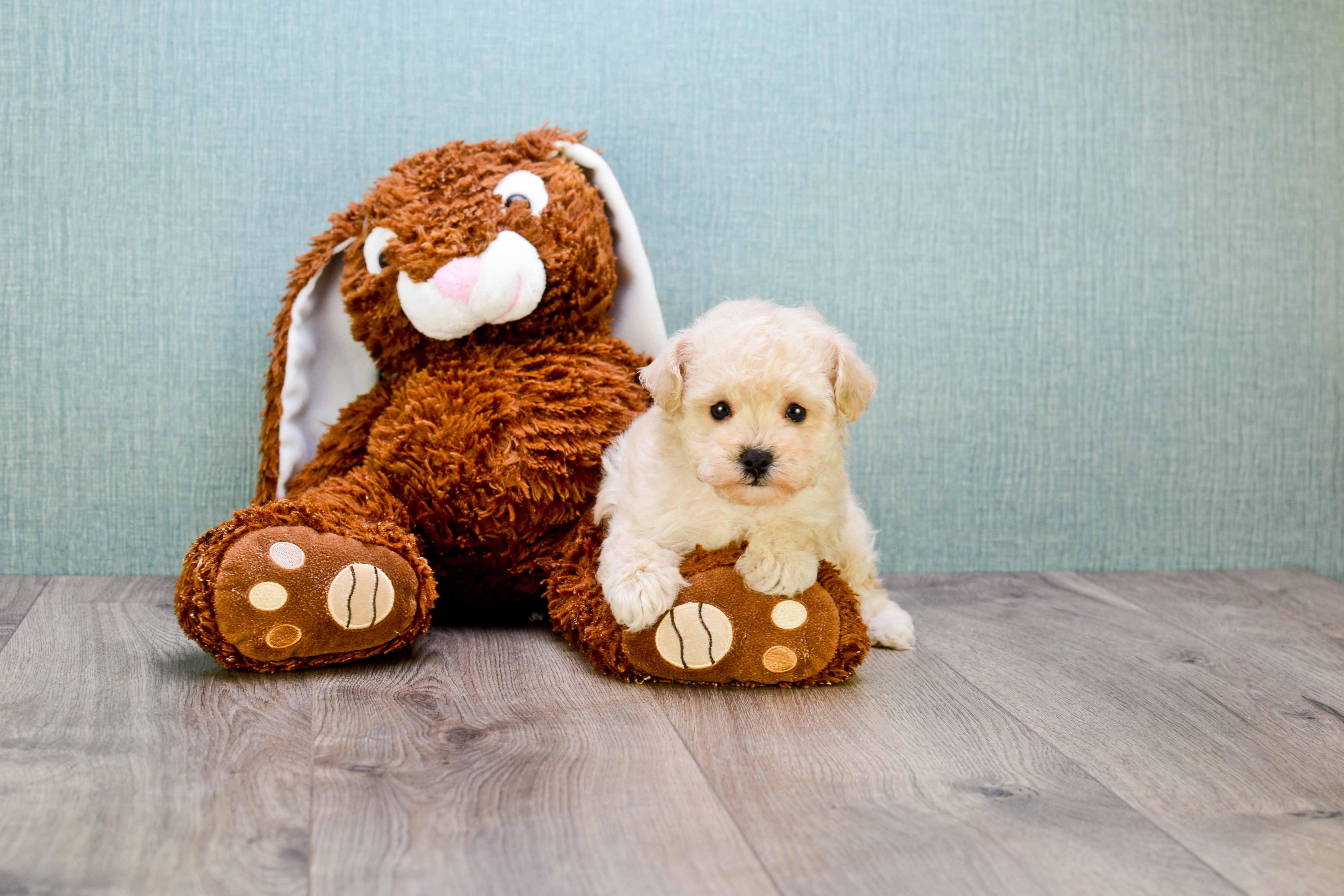 Maltipoo Puppy for Adoption