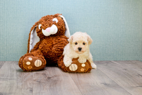 Maltipoo Puppy for Adoption