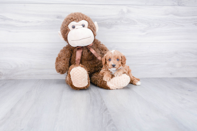 Funny Cockapoo Poodle Mix Pup