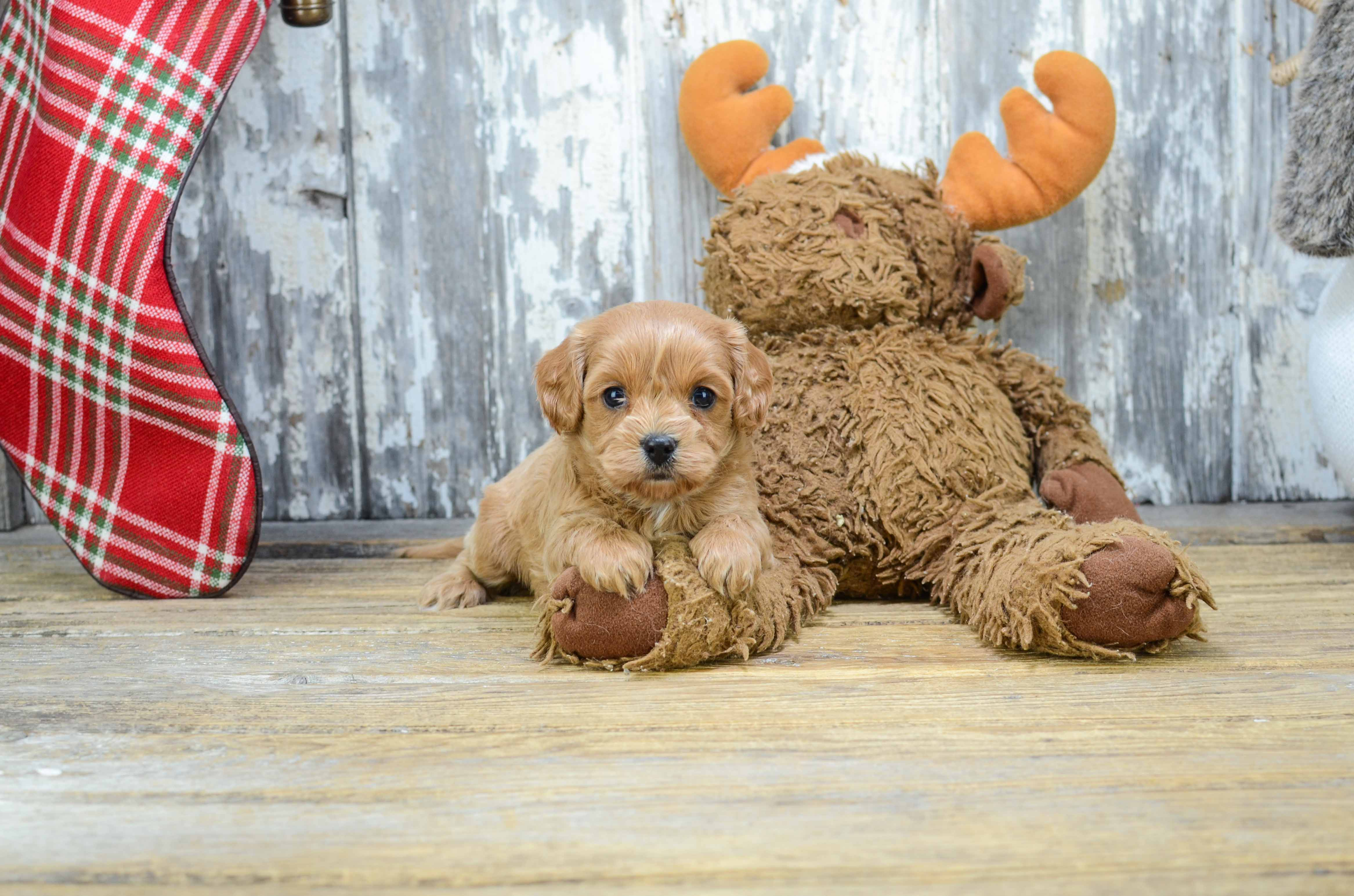 Cavapoo Puppy for Adoption