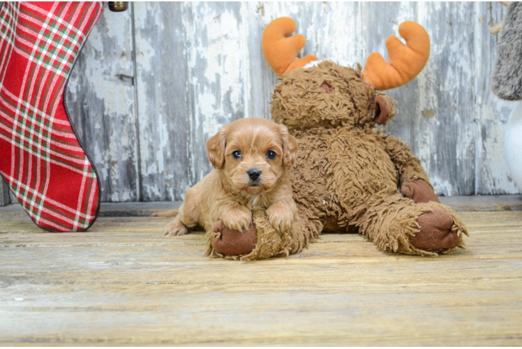 Cavapoo Puppy for Adoption