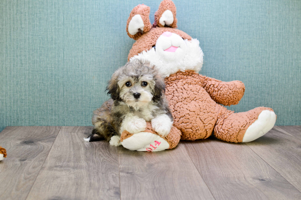 Best Havanese Baby