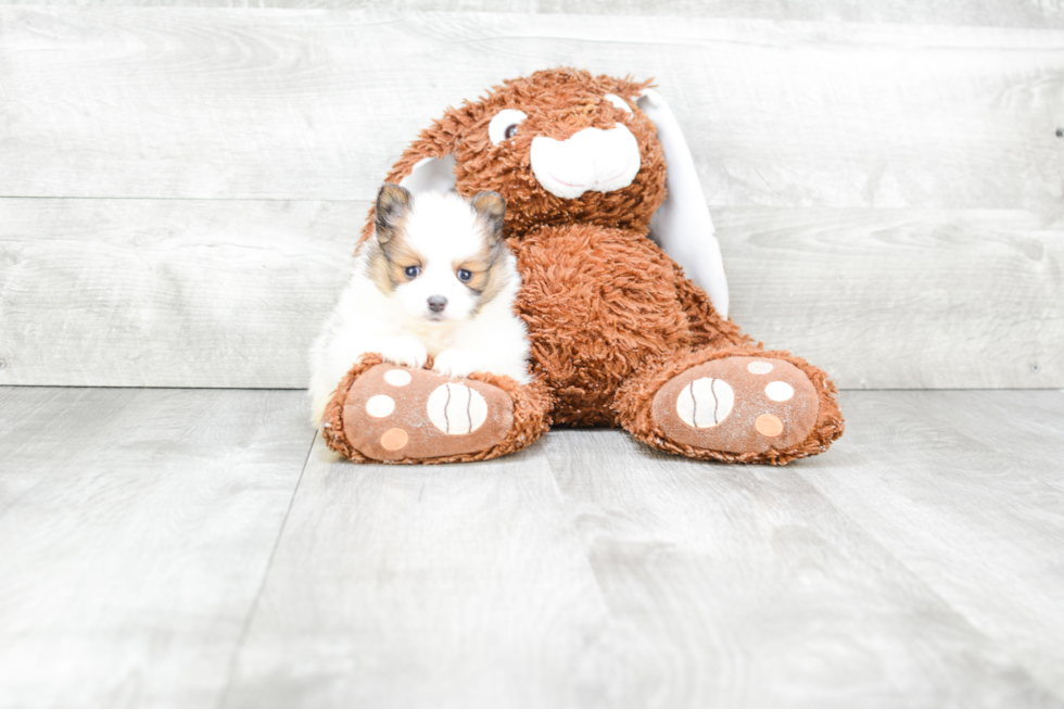 Pomeranian Pup Being Cute