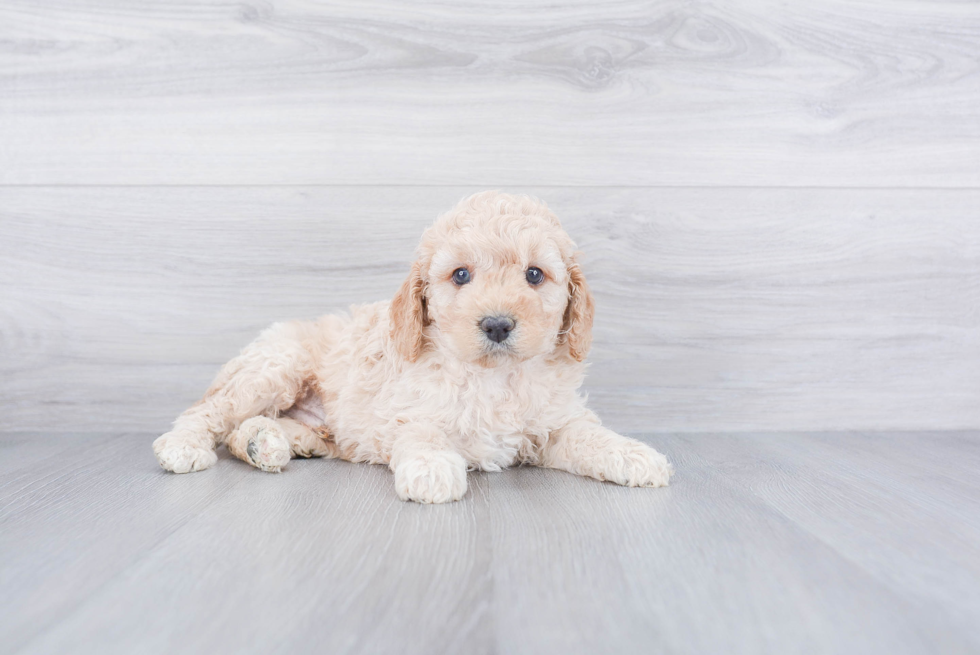 Popular Cockapoo Poodle Mix Pup