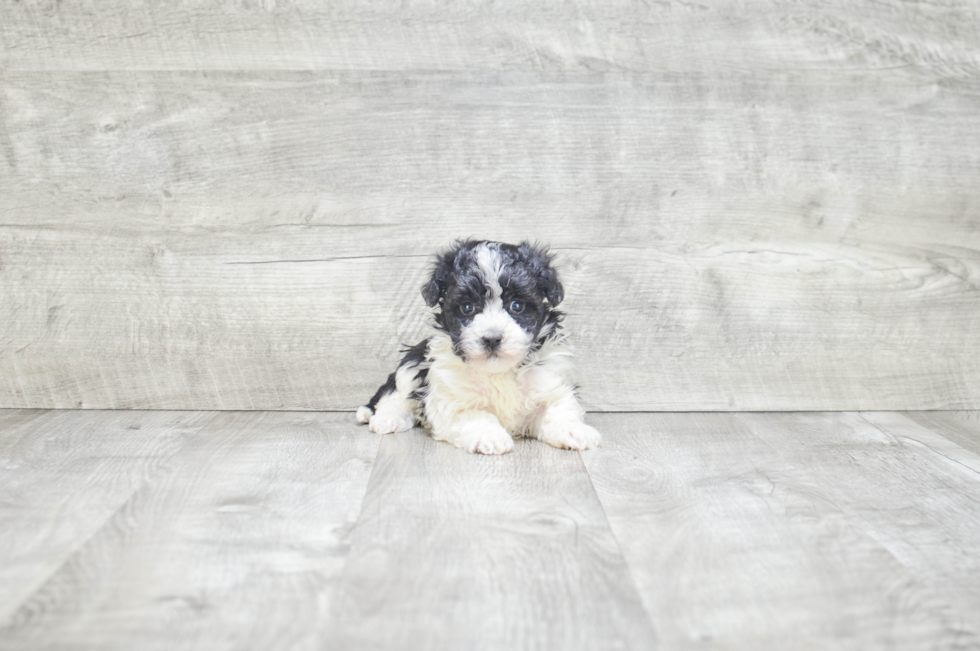 Hypoallergenic Havanese Purebred Pup