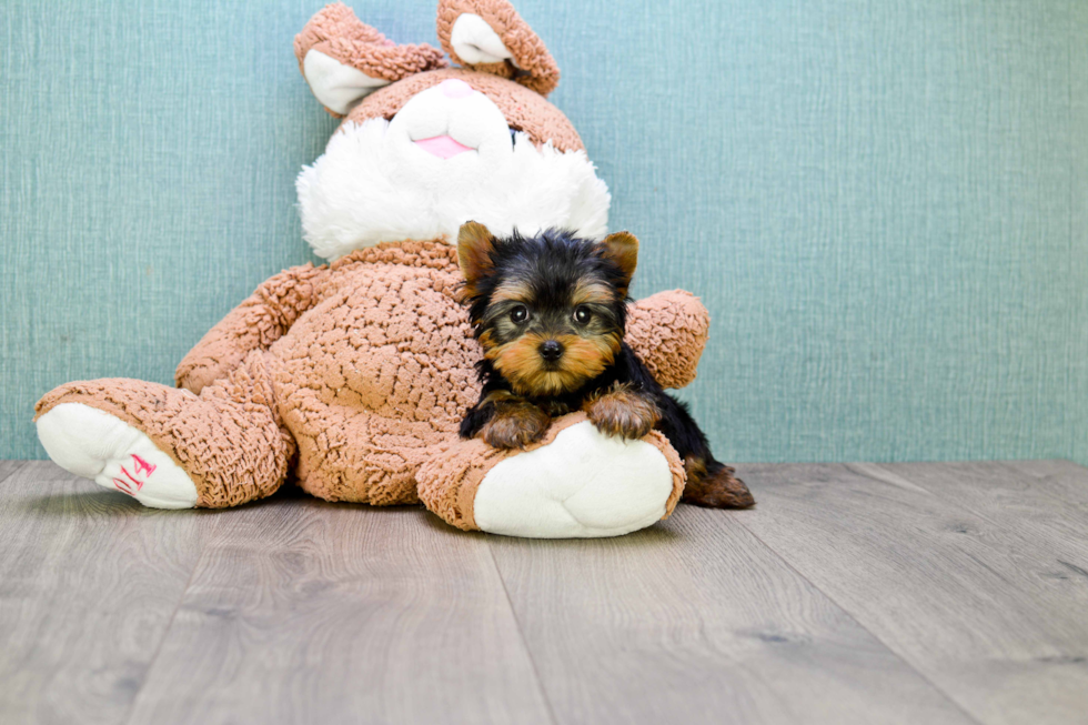 Meet Beckham - our Yorkshire Terrier Puppy Photo 