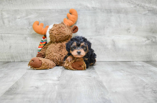 Hypoallergenic Yorkie Doodle Poodle Mix Puppy