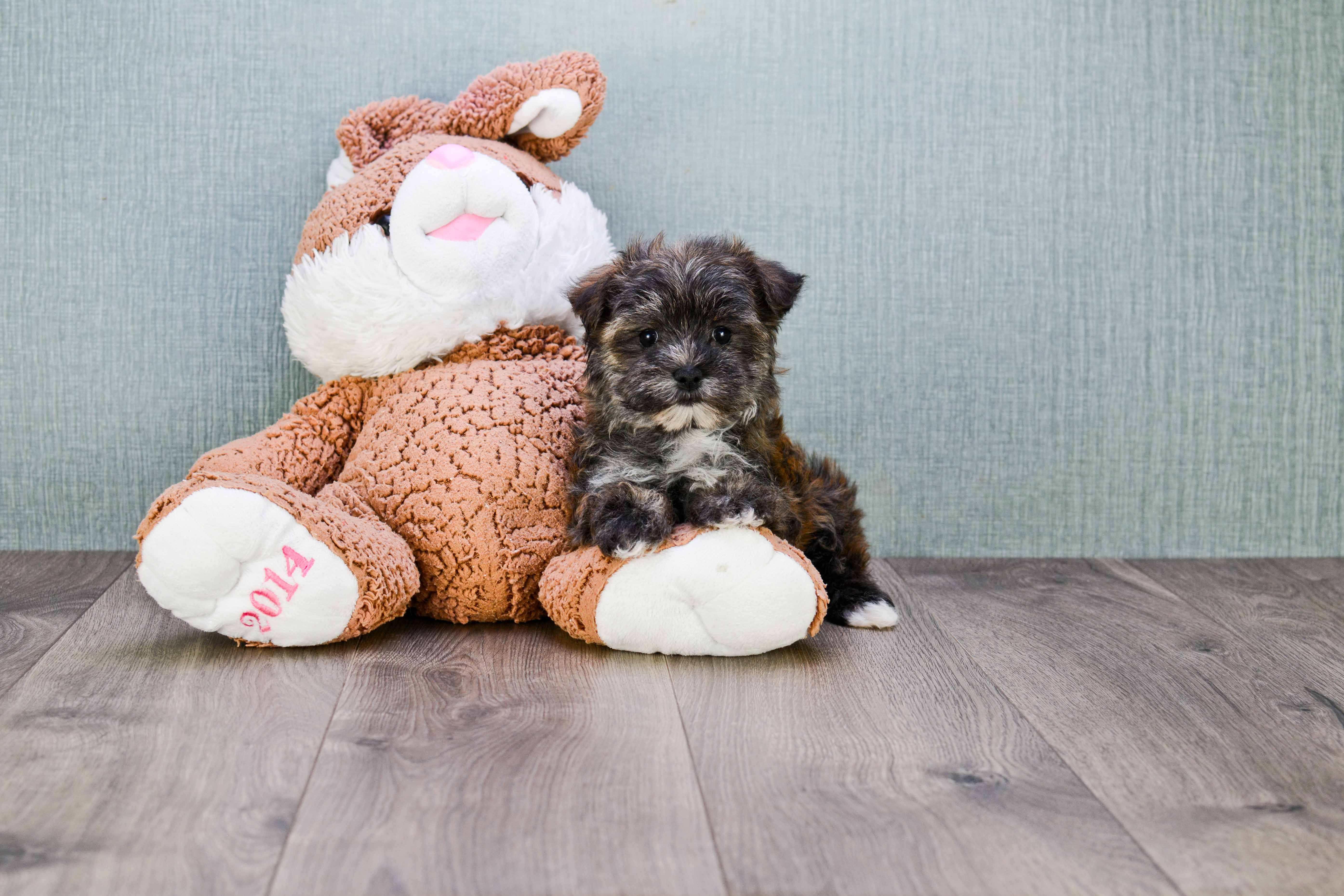 Best Morkie Baby