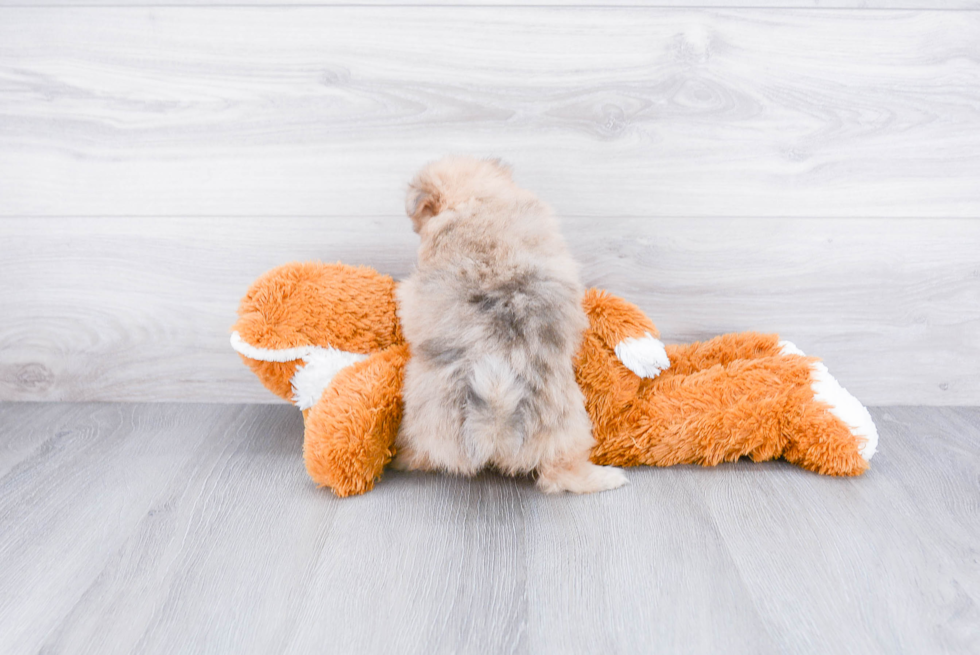 Sweet Pomeranian Purebred Puppy