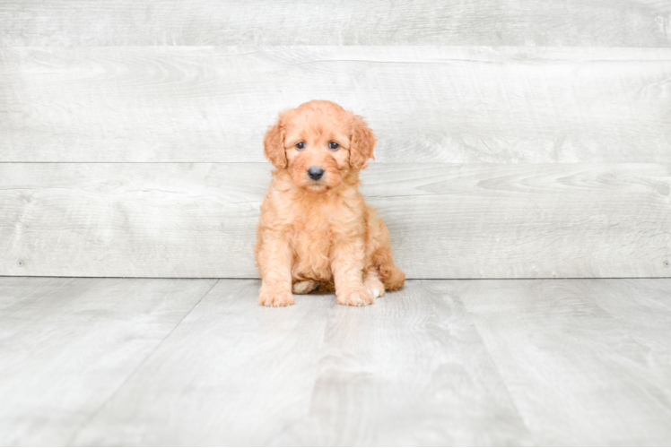 Mini Goldendoodle Puppy for Adoption