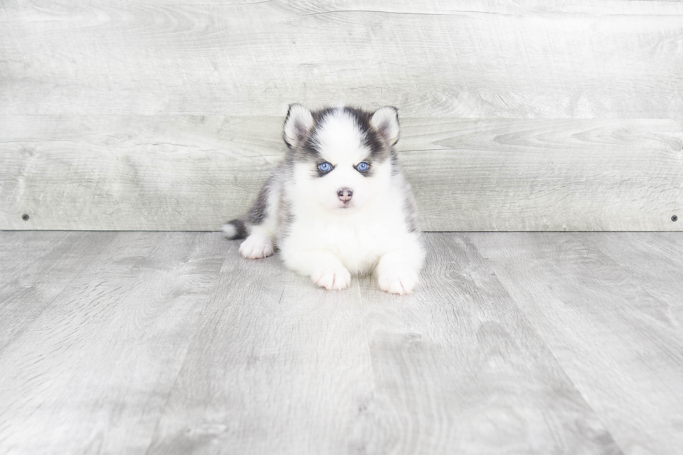 Funny Pomsky Designer Pup