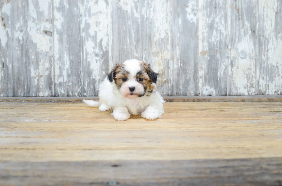 Energetic Shichon Designer Puppy