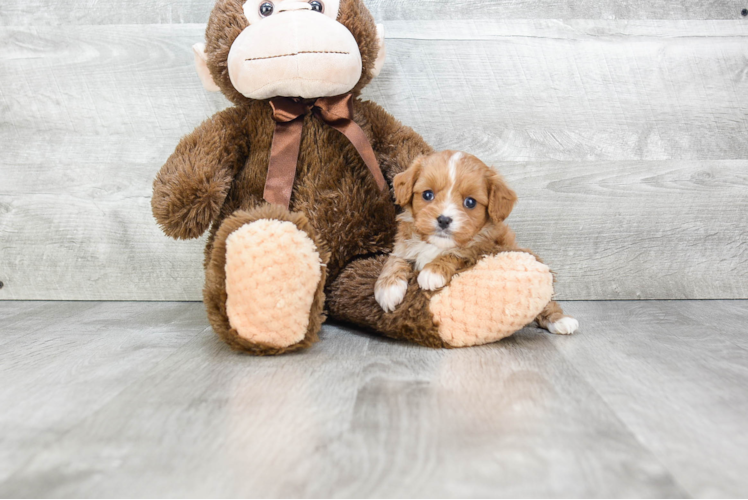 Cavapoo Puppy for Adoption