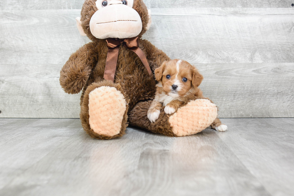 Cavapoo Puppy for Adoption