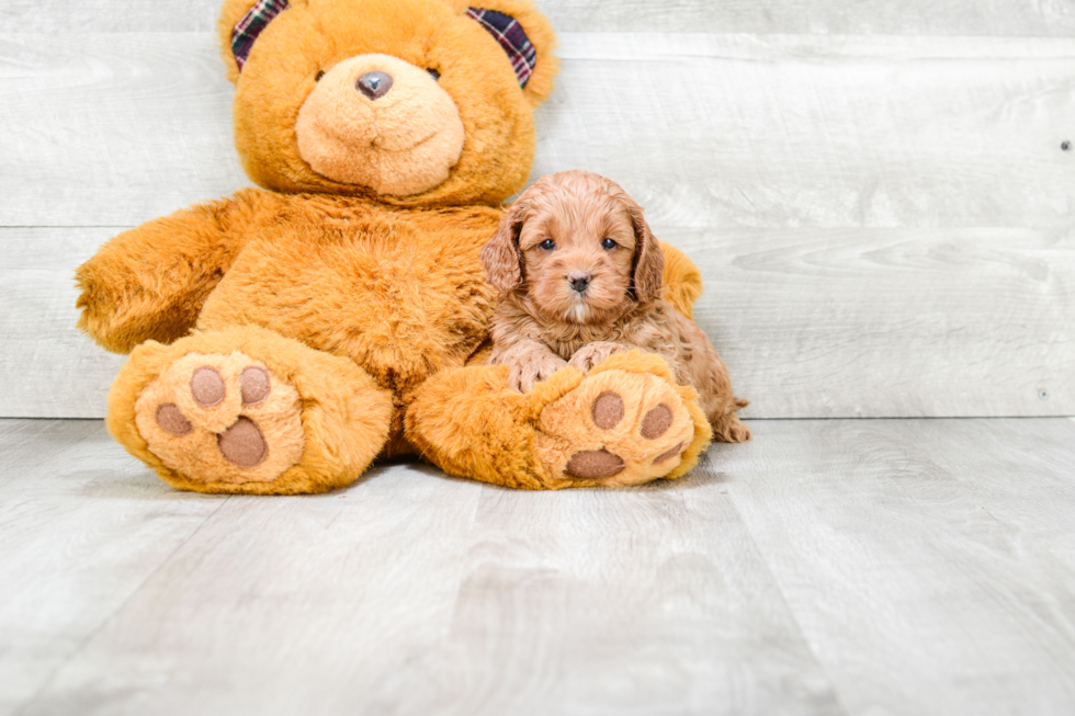 Funny Cockapoo Poodle Mix Pup