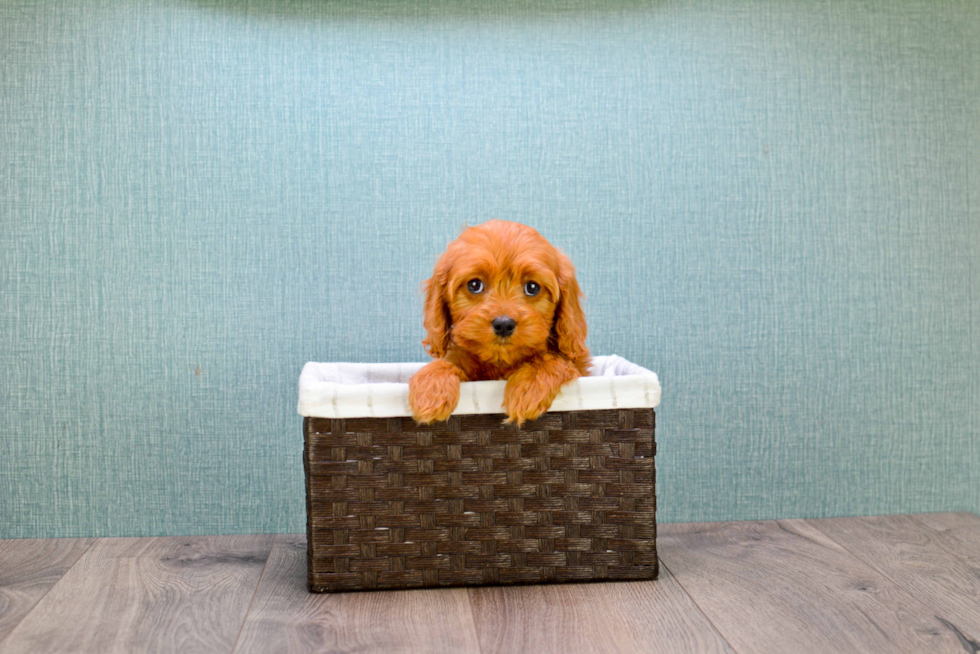 Smart Cavapoo Poodle Mix Pup