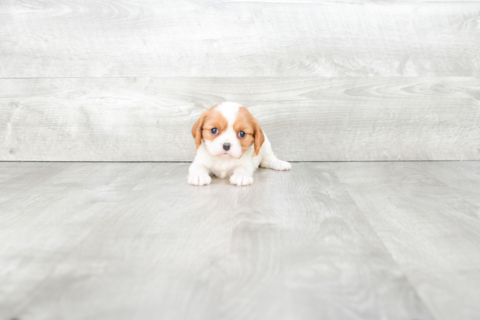 Cavalier King Charles Spaniel Pup Being Cute