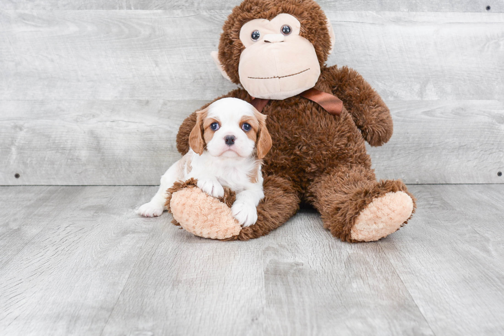 Best Cavalier King Charles Spaniel Baby