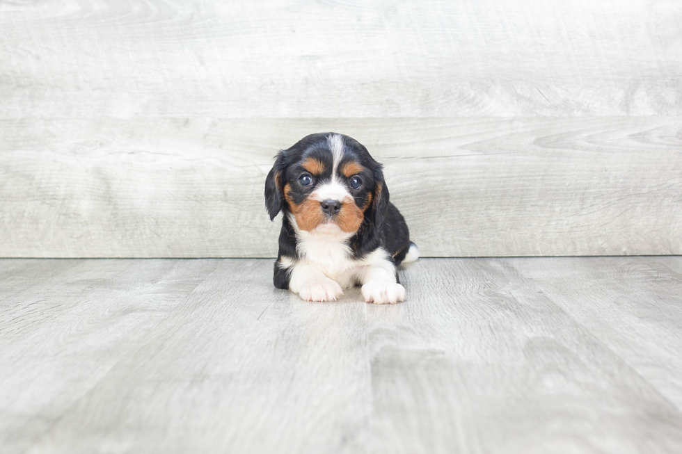 Playful Cavalier King Charles Spaniel Baby