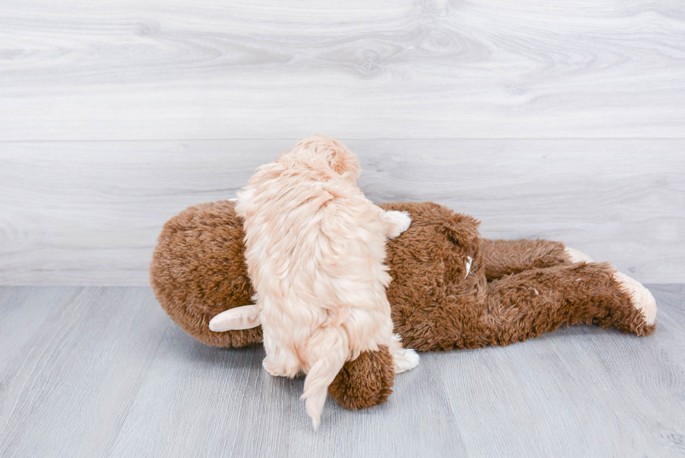 Energetic Maltepoo Poodle Mix Puppy