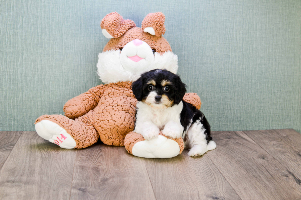 Cavachon Puppy for Adoption