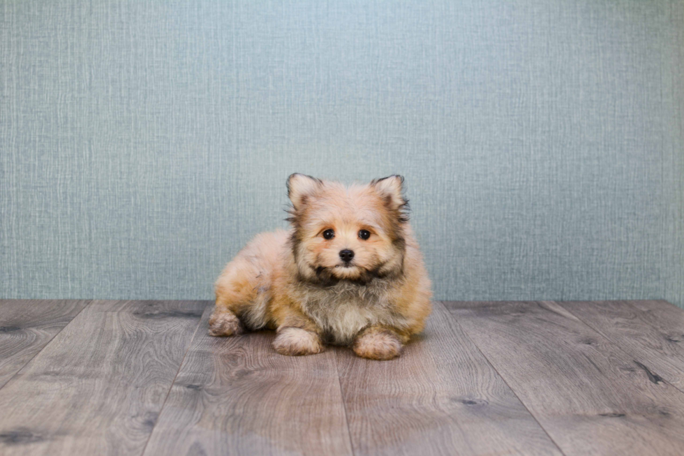 Energetic Maltipom Designer Puppy