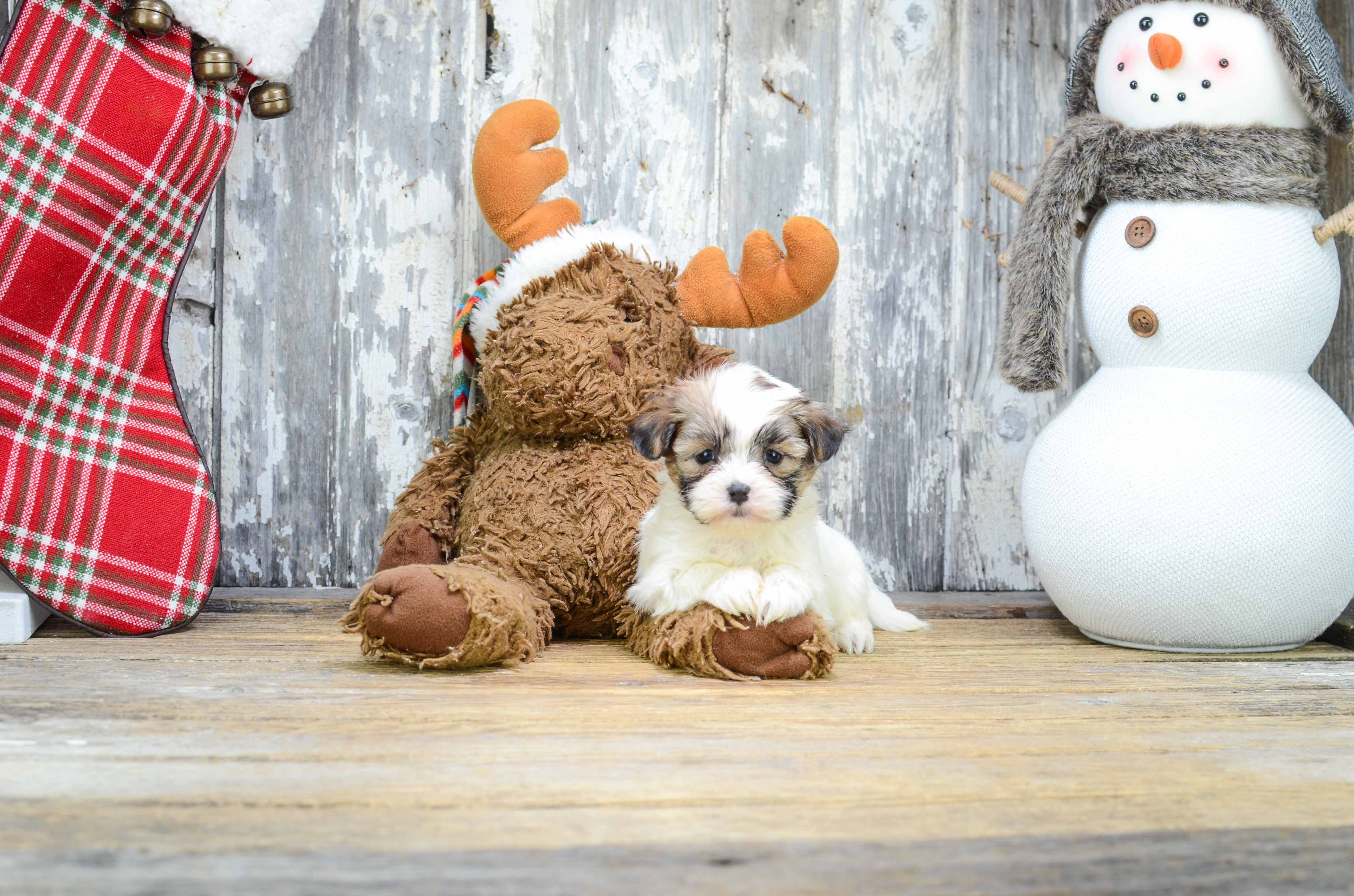 Smart Teddy Bear Designer Pup