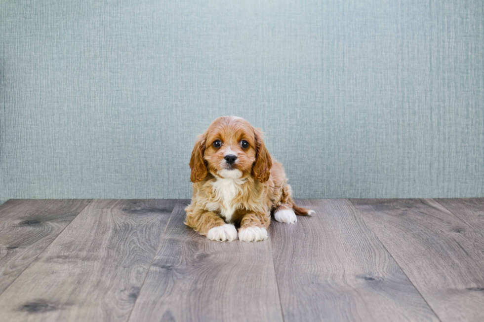 Cavapoo Puppy for Adoption