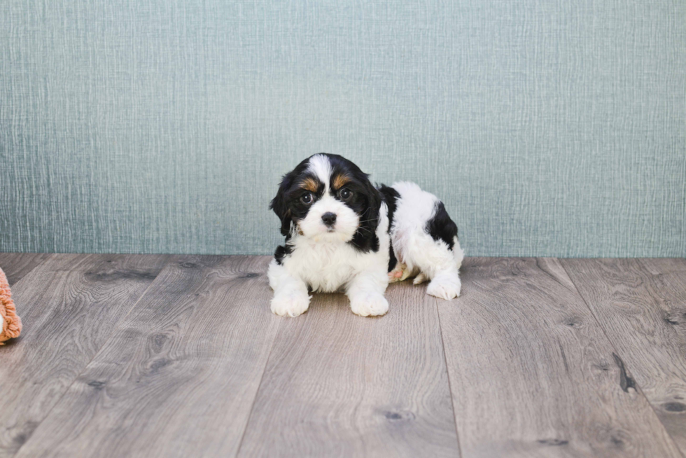 Cavachon Pup Being Cute