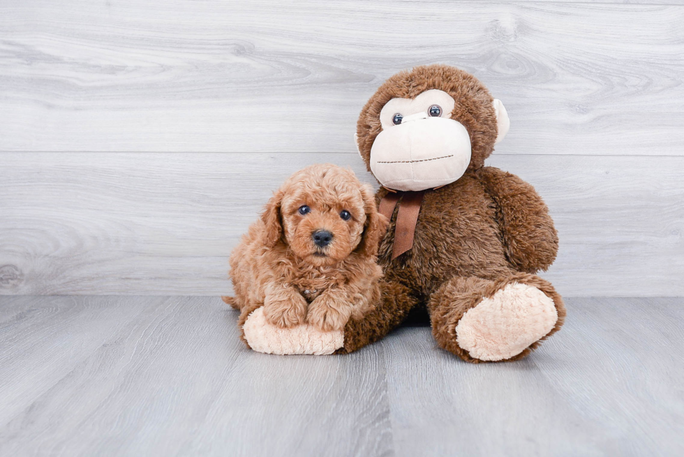 Best Cavapoo Baby