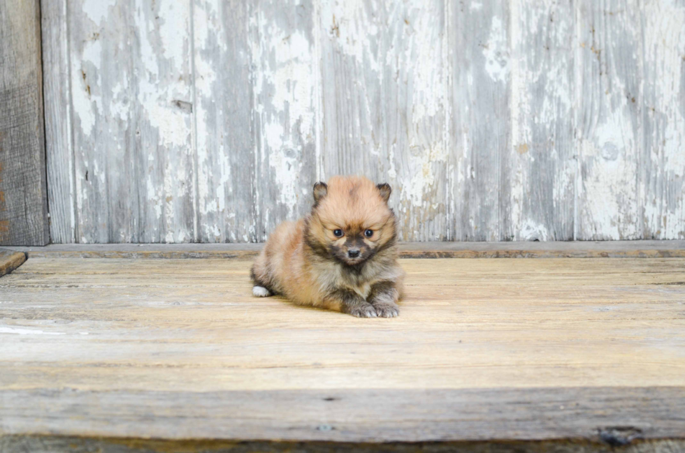 Friendly Pomeranian Purebred Pup