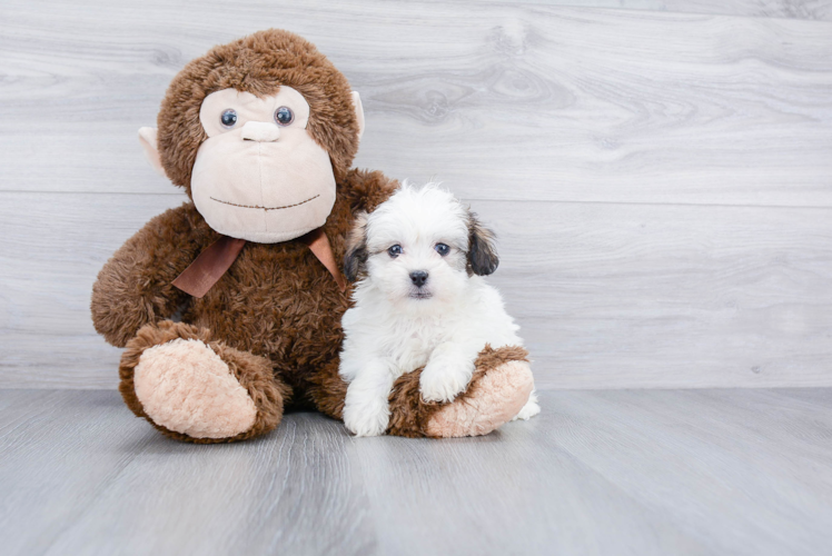 Teddy Bear Pup Being Cute