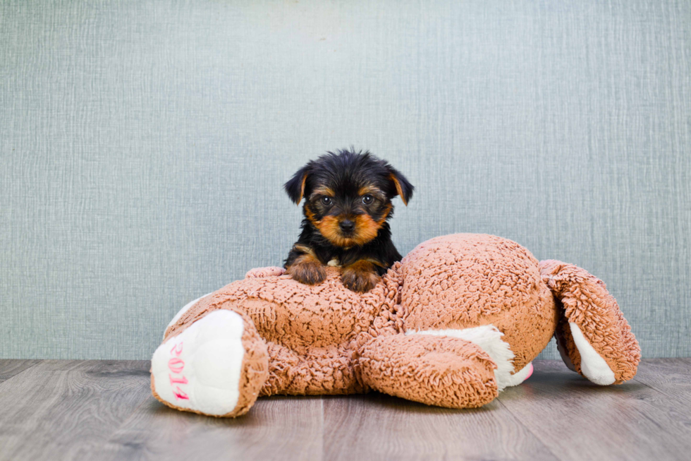 Meet Izzie - our Yorkshire Terrier Puppy Photo 