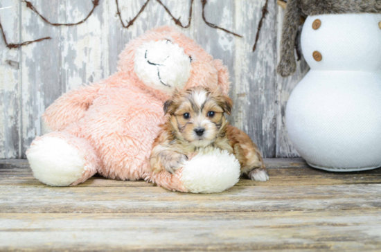 Energetic Yorkie Designer Puppy