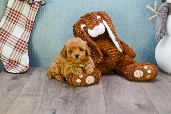 Cute Mini Goldendoodle Baby