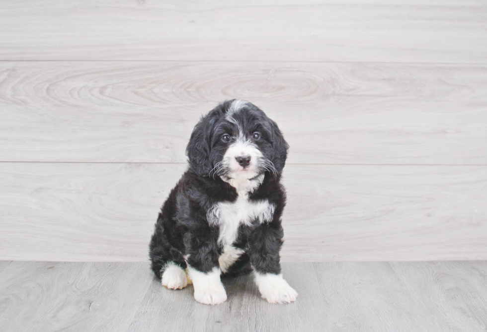 Little Bernadoodle Poodle Mix Puppy