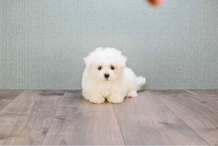 Small Maltipoo Baby