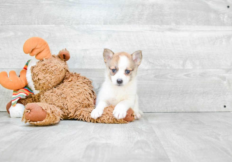 Small Pomsky Baby