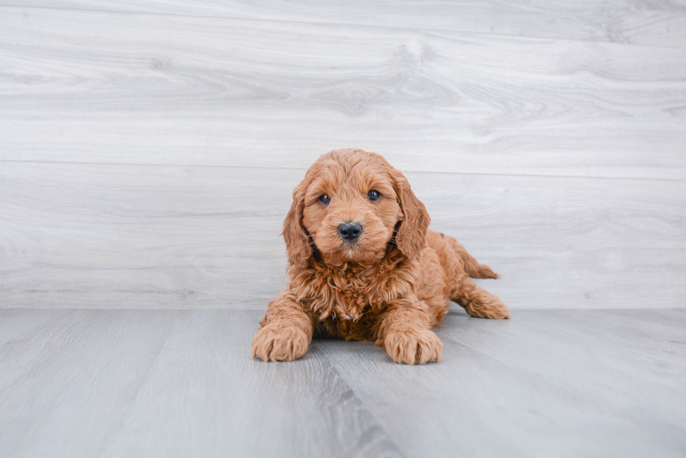 Best Mini Goldendoodle Baby