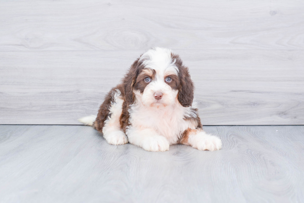 Mini Bernedoodle Puppy for Adoption