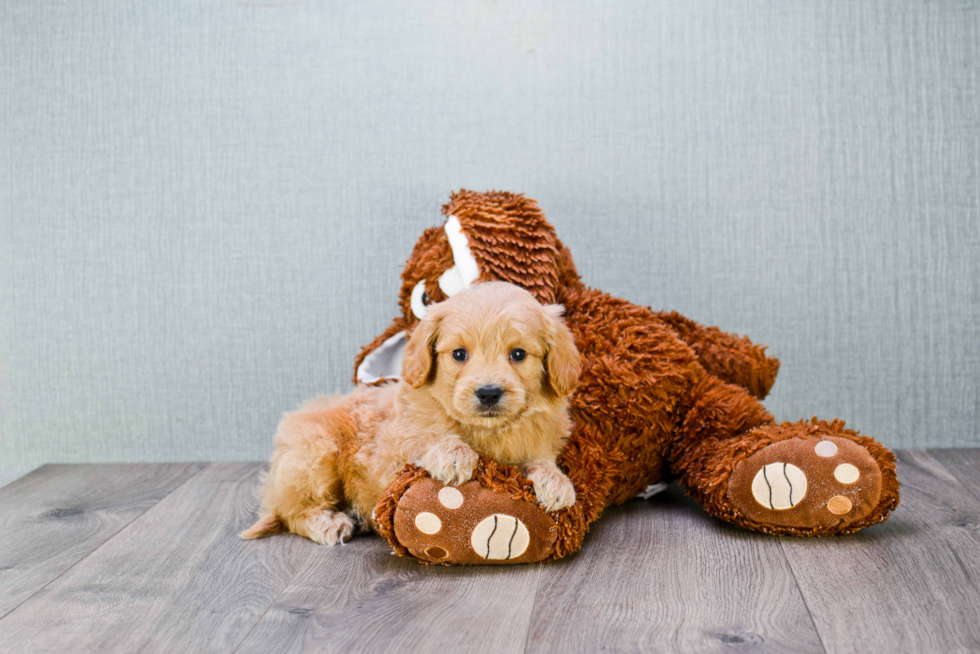 Cute Mini Goldendoodle Baby