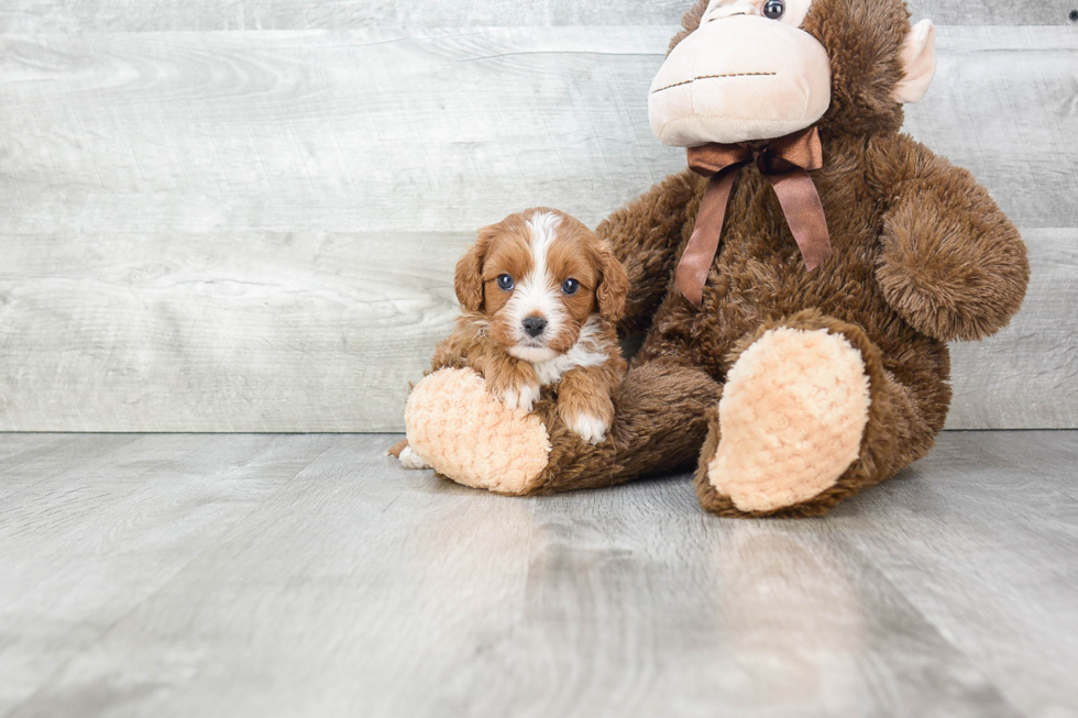 Cavapoo Pup Being Cute